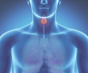 Анаболические стероиды и их действие на щитовидную железу