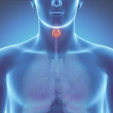 Анаболические стероиды и их действие на щитовидную железу